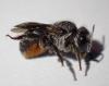Osmia sp.